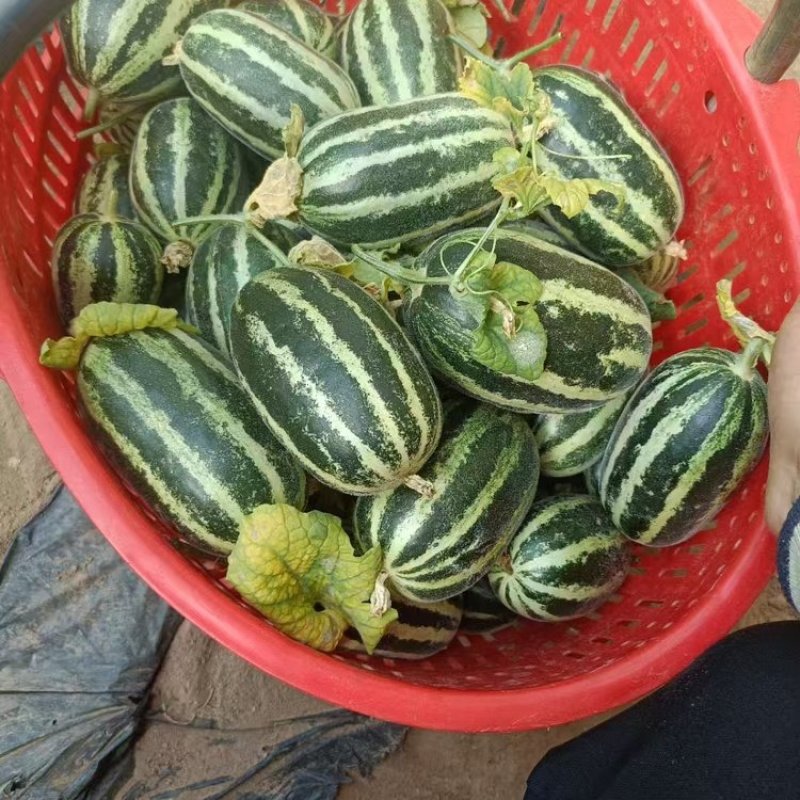 博洋甜瓜基地直销保质保量支持视频看货一手货源