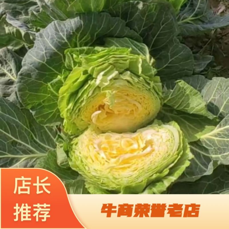 河北精品甘蓝中甘21货源充足常年蔬菜批发诚信经营
