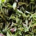 石阡苔茶，精品茶叶基地直销保质保量价格优惠一手货源