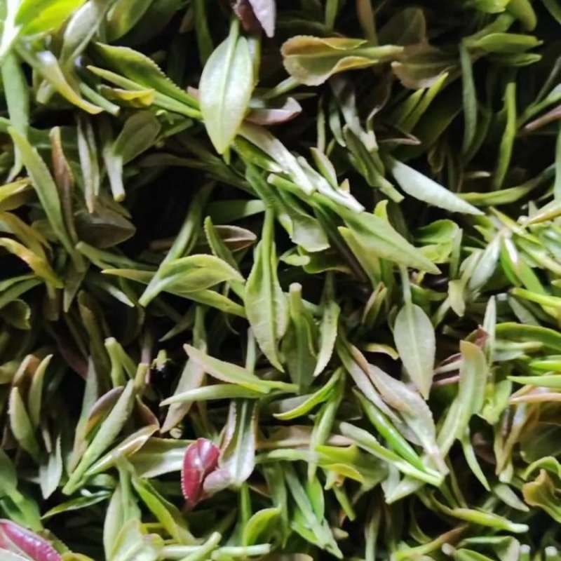 石阡苔茶，精品茶叶基地直销保质保量价格优惠一手货源