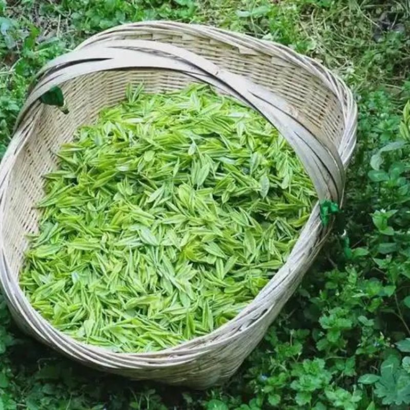 石阡苔茶，精品茶叶基地直销保质保量价格优惠一手货源