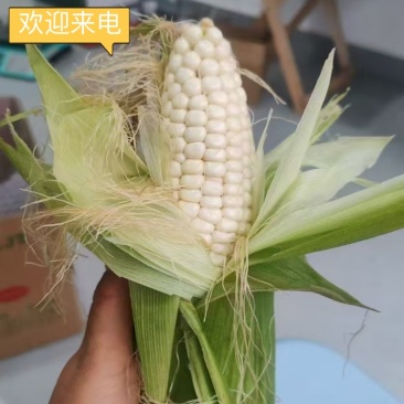 万糯/白玉米供应产地直发量大从优欢迎来电咨询