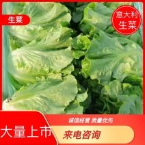 生菜，全国代办，产地直发，量大从优，欢迎来电