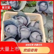 河北邯郸紫甘蓝，支持视频看货，可发往全国市场