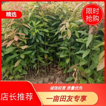 木荷
