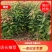 木荷