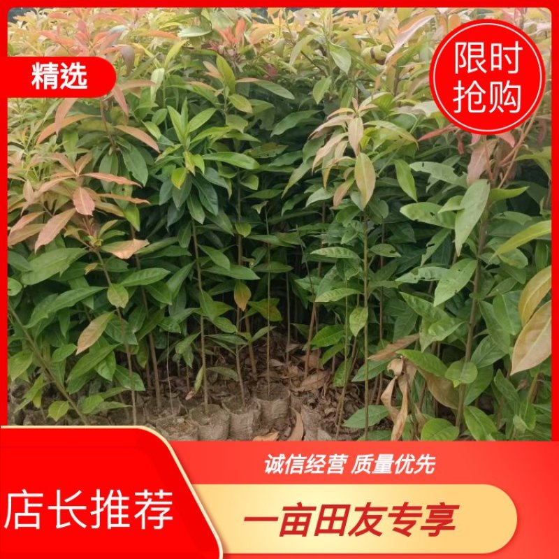 木荷
