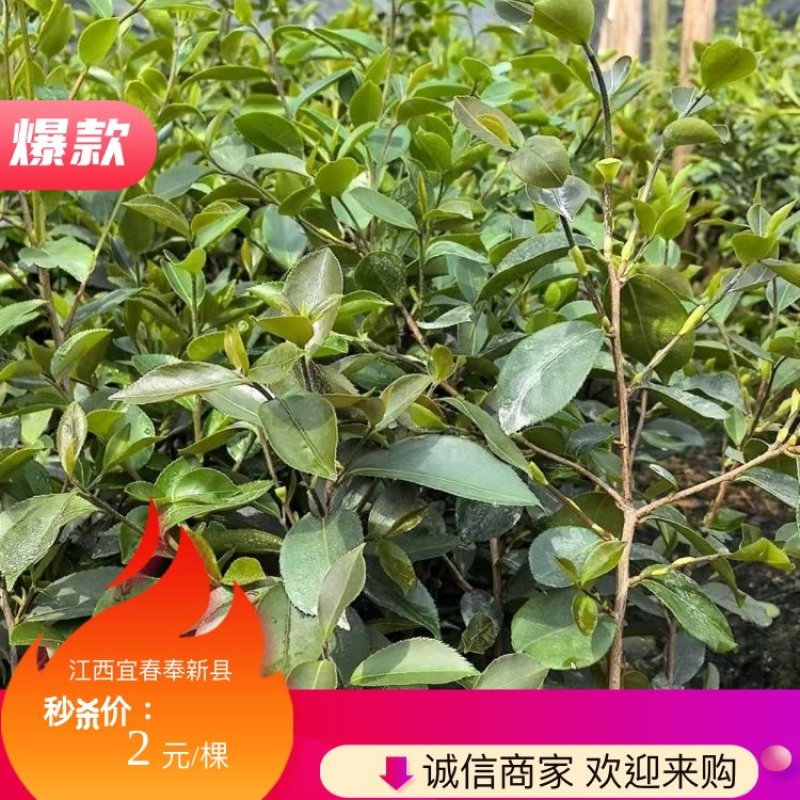 油茶
