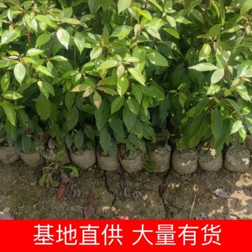 香樟小苗