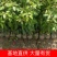 香樟小苗