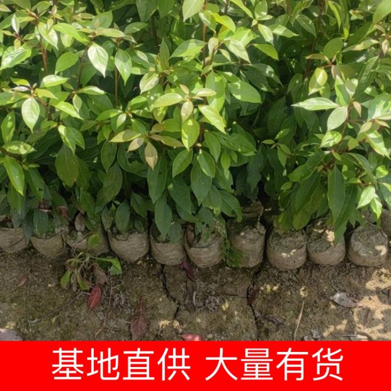 香樟小苗