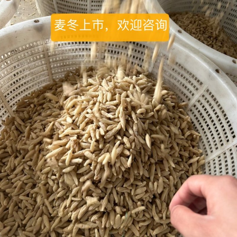 绵阳市三台县川麦冬大量上市欢迎各位老板来购买