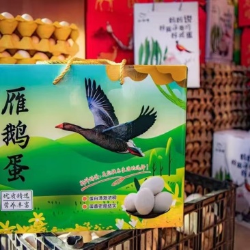大雁蛋大雁鹅蛋产地直销量大质优价格优惠一手货源