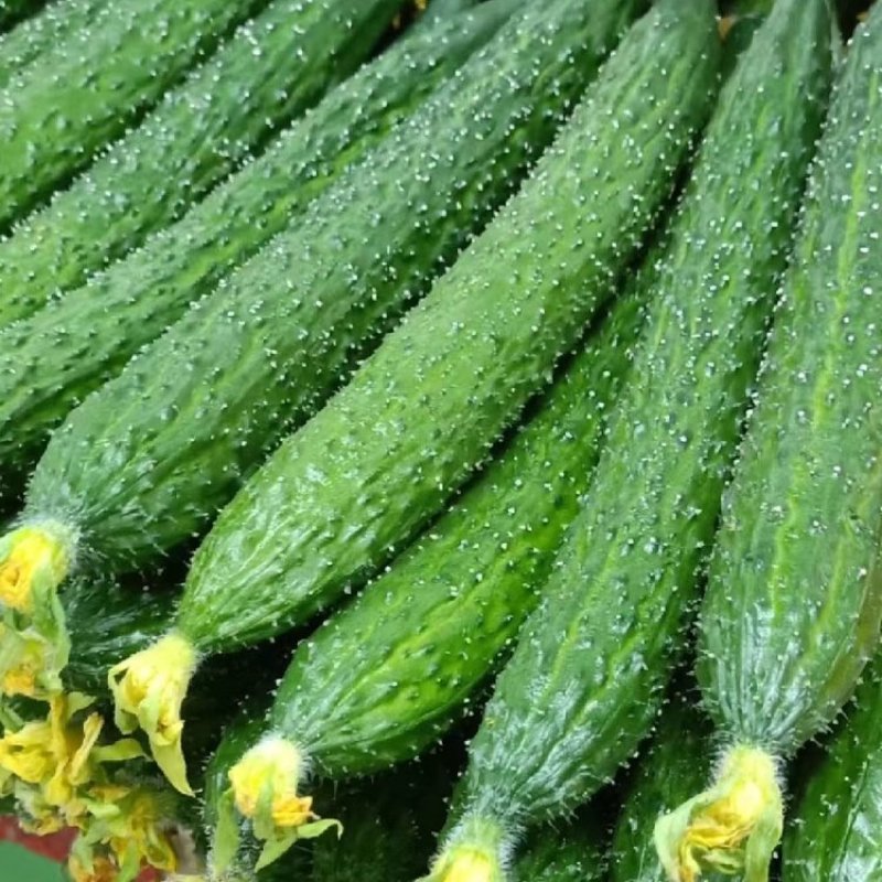 密刺黄瓜顶花带刺大量上市货源充足欢迎市场商超对接