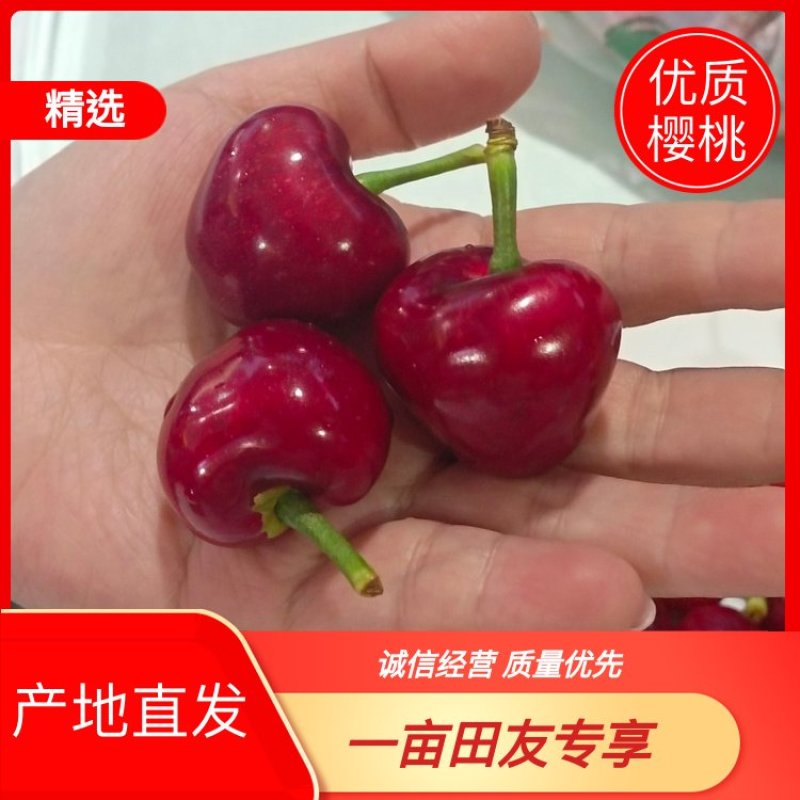 樱桃布鲁克斯樱桃大量供应货源充足提供一条龙服务