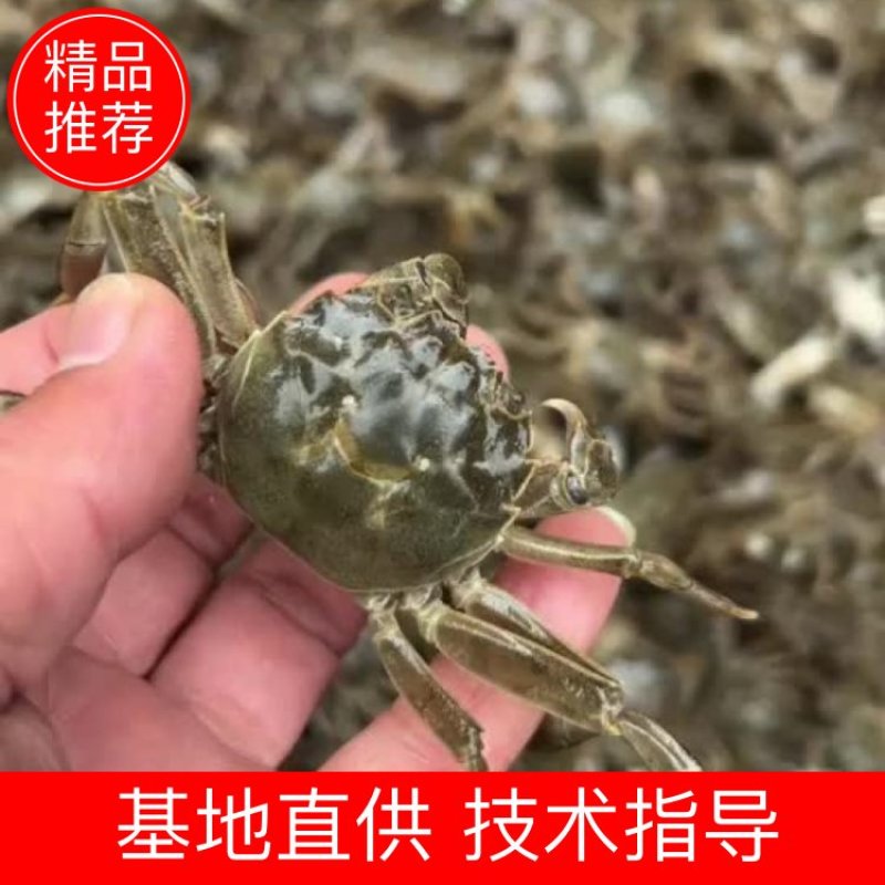 盘锦优质蟹苗河蟹苗基地直供高产蟹苗无病无菌技术指导