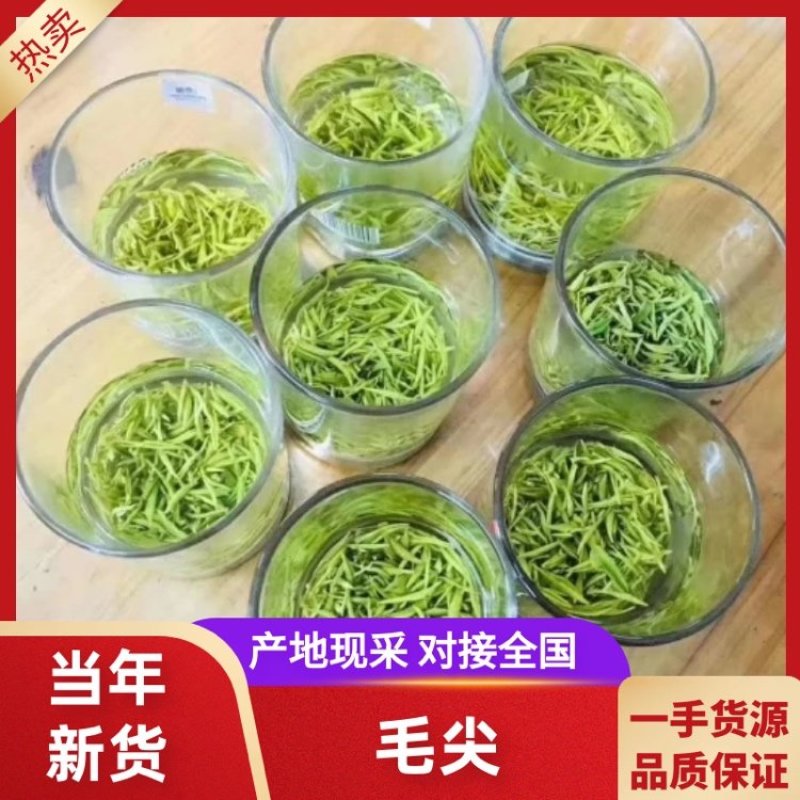 毛尖，手工鲜叶采摘，诚信经营，品质保证，欢迎各位老板咨询