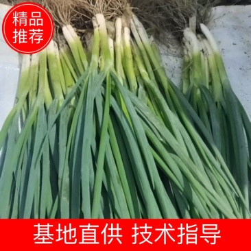 【精品】四川德阳四季小葱干葱毛葱产地直销大量上市可视频