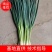 德阳绵竹市小葱干葱毛葱产地直发量大从优质量保证可视频看货