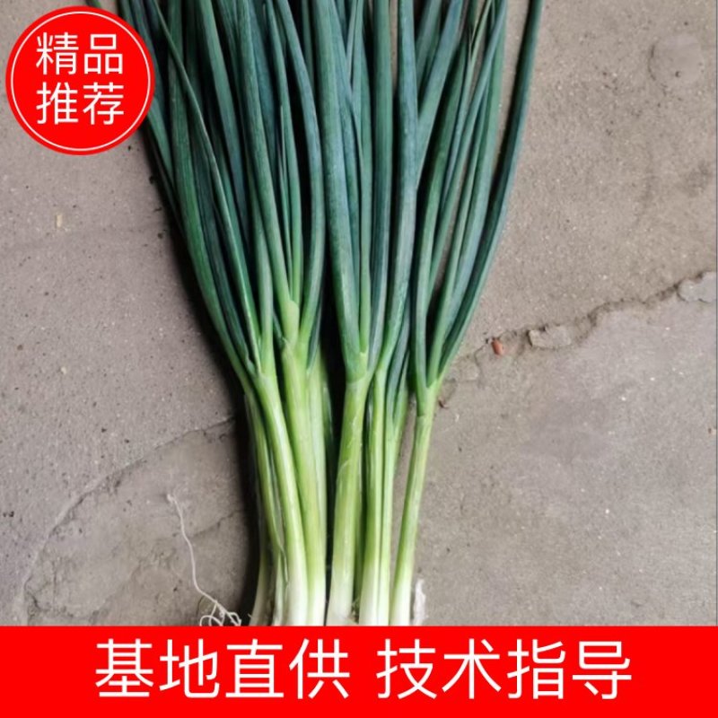 德阳绵竹市小葱干葱毛葱产地直发量大从优质量保证可视频看货