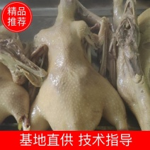 扬州风味盐水鹅精品鹅肉熟食厂家直销全年供应口感好对接电商