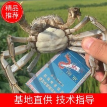 产地直发一手货源规格齐全盘锦本地稻田河蟹自产自销
