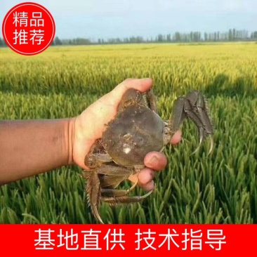 盘锦稻田河蟹大量上市中自助餐电商团购可一件代发