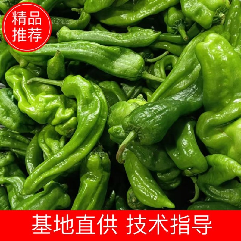 安徽辣椒螺丝椒产地直发货源充足可视频看货欢迎致电