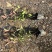 红叶石楠苗基地直销量大质优包成活率支持视频看货