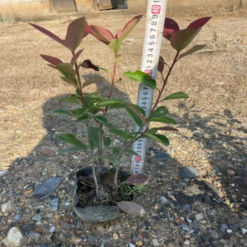 红叶石楠苗基地直销量大质优包成活率支持视频看货