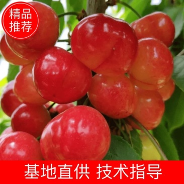【实力】山西临汾布鲁克斯樱桃产地直销量大从优可视频看货