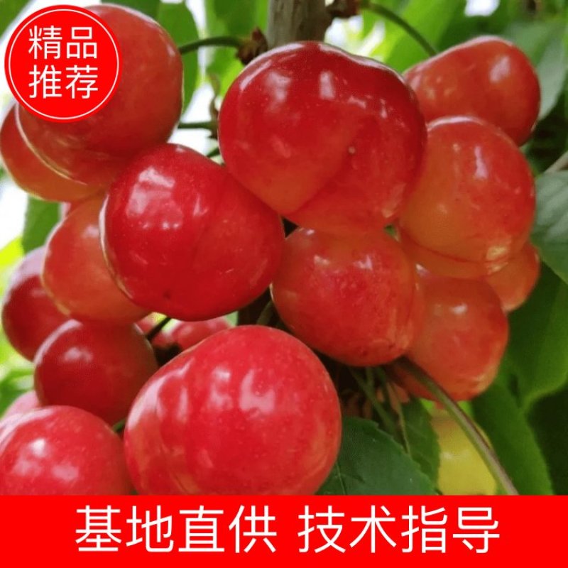 【实力】山西临汾布鲁克斯樱桃产地直销量大从优可视频看货