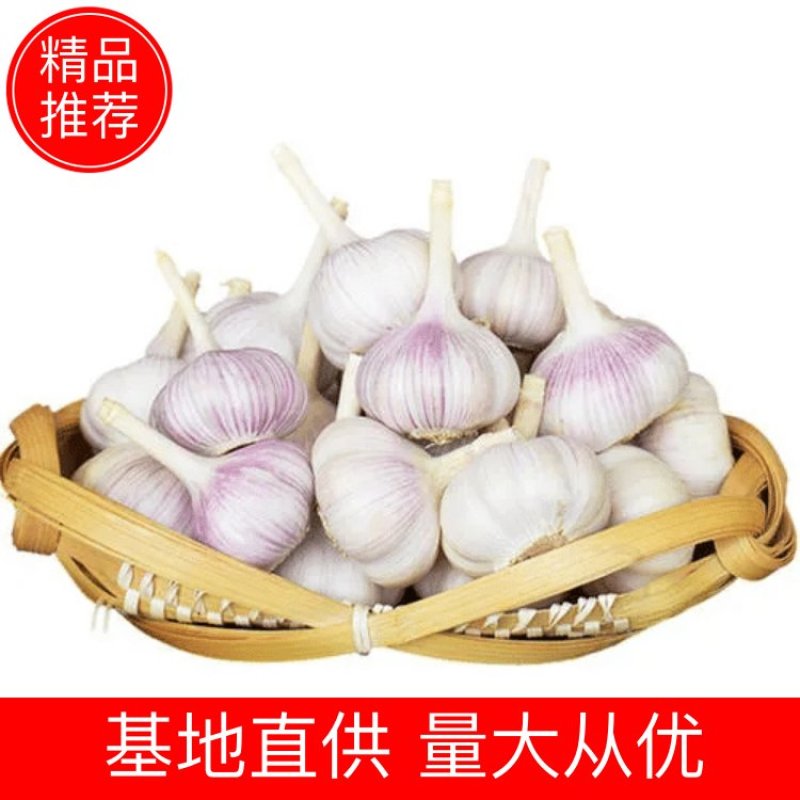 【精选】山东金乡大蒜产地直销量大从优可视频看货欢迎采购
