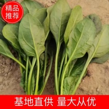 【实力】辽宁凌海大叶菠菜货源充足量大从优可视频看货