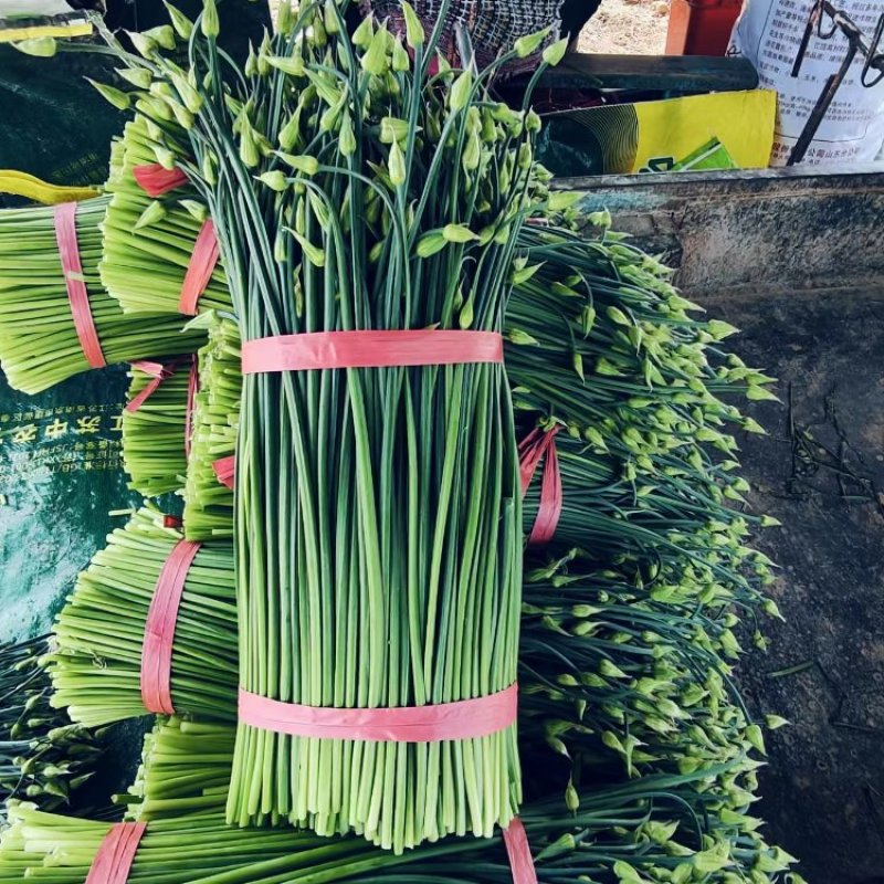 梁山致诚韭菜苔韮苔货站产地直销货源充足欢迎咨询采购