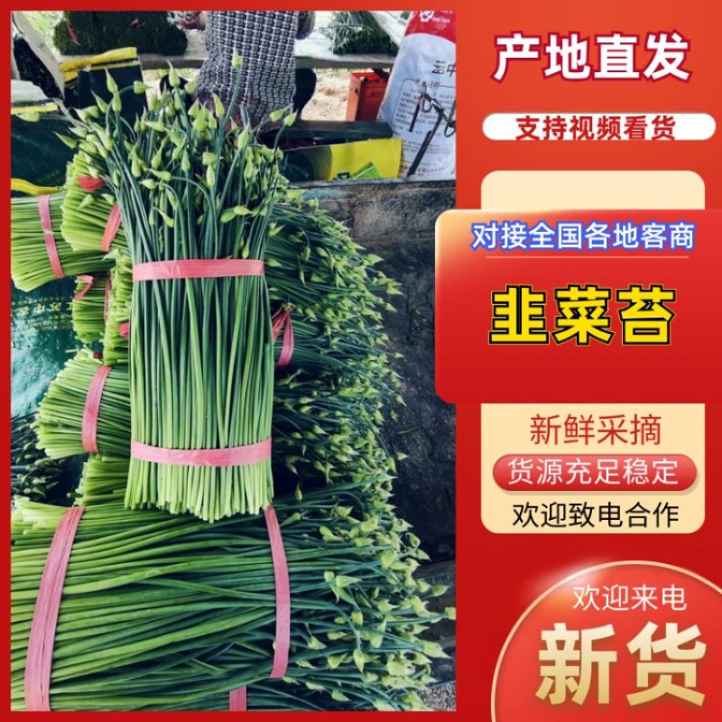 梁山致诚韭菜苔韮苔货站产地直销货源充足欢迎咨询采购