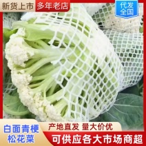 本地精品菜花，一手货源，青更花白，单颗重1.5公斤，