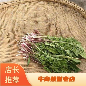 甘肃岷县蒲公英，蒲公英片蒲公英根，大量供应，欢迎电话联系