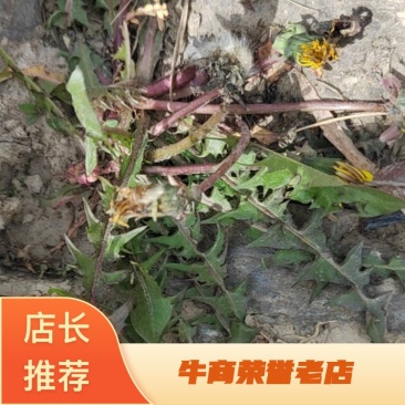 蒲公英