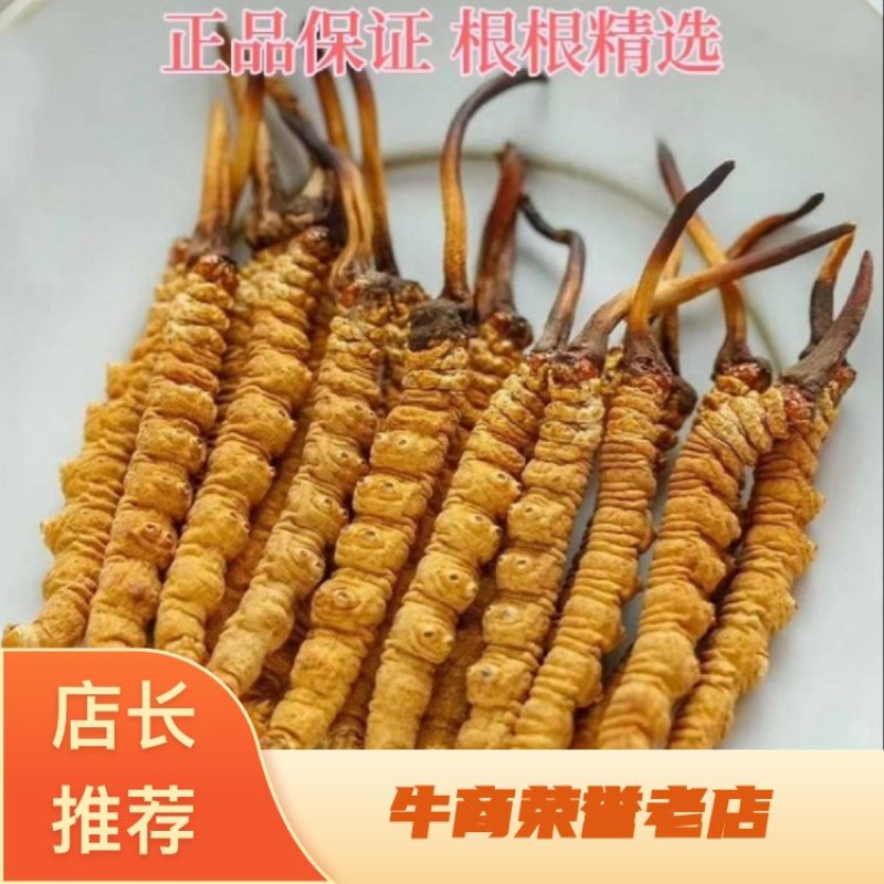 精品冬虫夏草，货源充足，量大从优，质量保证，欢迎咨询。