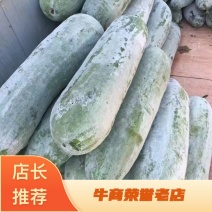 精品白皮冬瓜/长白条冬瓜/安徽白皮冬瓜/肉厚耐