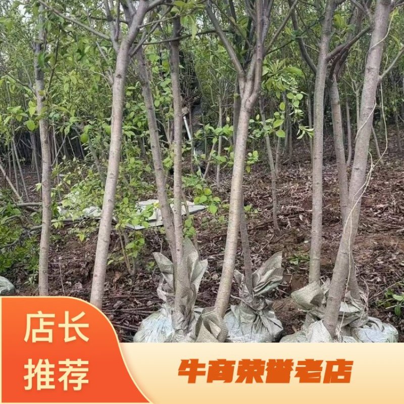 鸡心果树