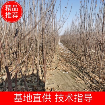 鸡心果杯苗海棠苗基地直销保质保量指导技术包成活率