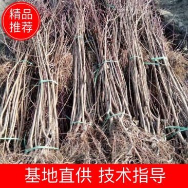 红叶李树苗基地直销包成活率量大还有优惠支持视频看货