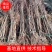 红叶李树苗基地直销包成活率量大还有优惠支持视频看货