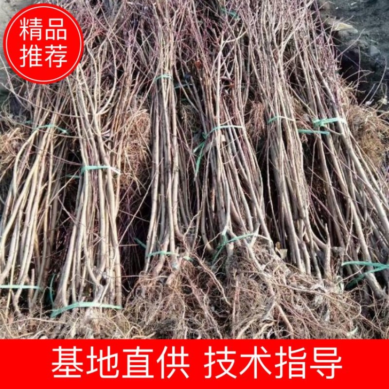 红叶李树苗基地直销包成活率量大还有优惠支持视频看货