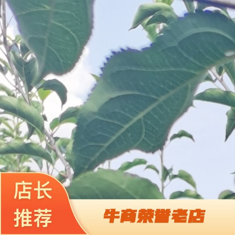 【热卖推荐】鸡心果苗海棠苗基地直销支持视频看货