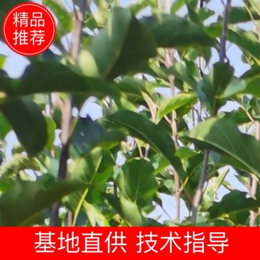 【实力推荐】鸡心果树苗海棠苗量大质优价格优惠一手货源