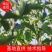 【实力推荐】鸡心果树苗海棠苗量大质优价格优惠一手货源