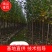 香妃海棠苗基地直销量大质优价格优惠欢迎各大老板采购